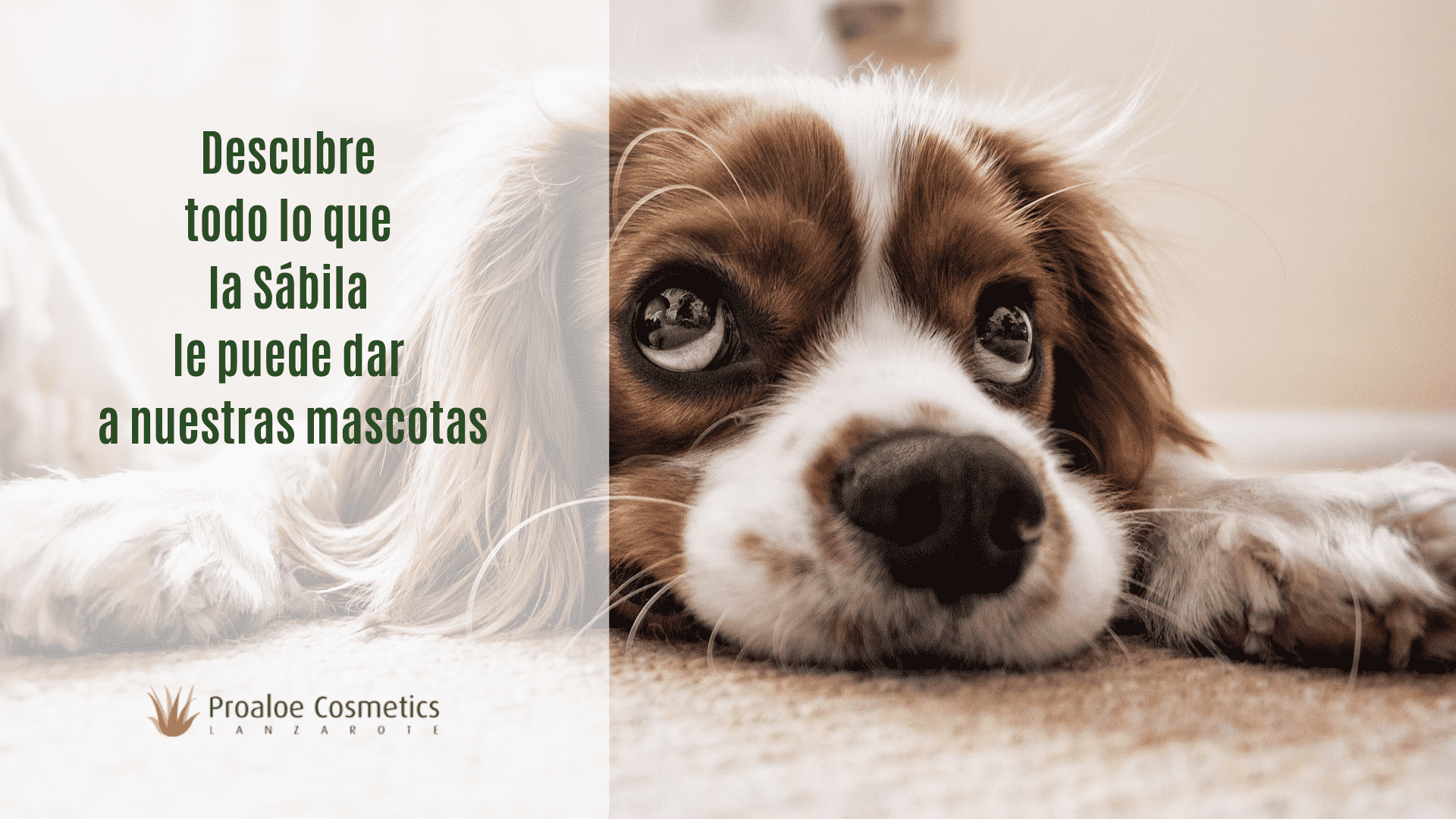 Compañero Abolido Custodio Usar Aloe Vera para perros y para gatos (GUÍA 2019) - ProAloe