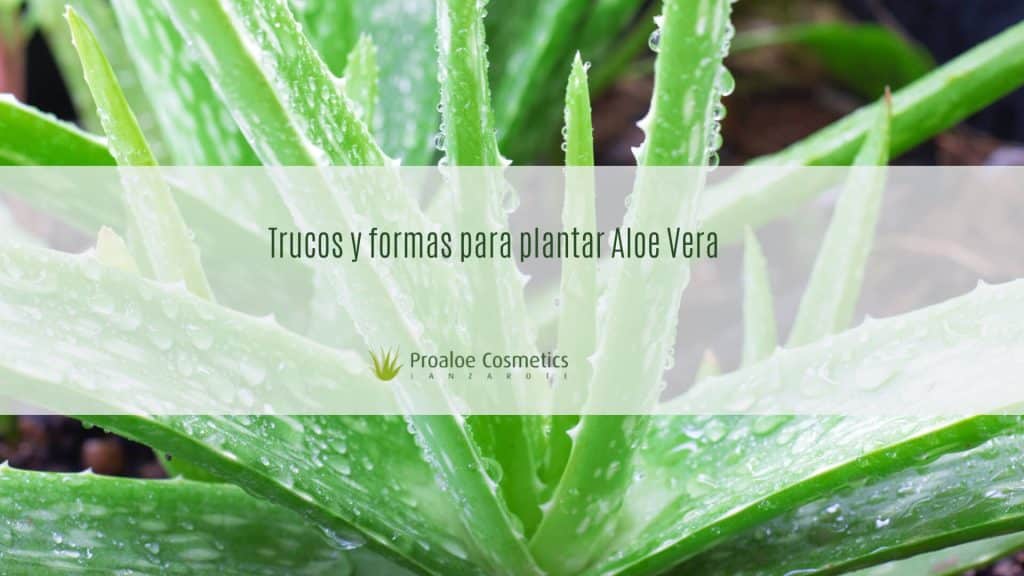 Los Mejores Trucos Para Plantar Aloe Vera Blog Proaloe Cosmetics 9534