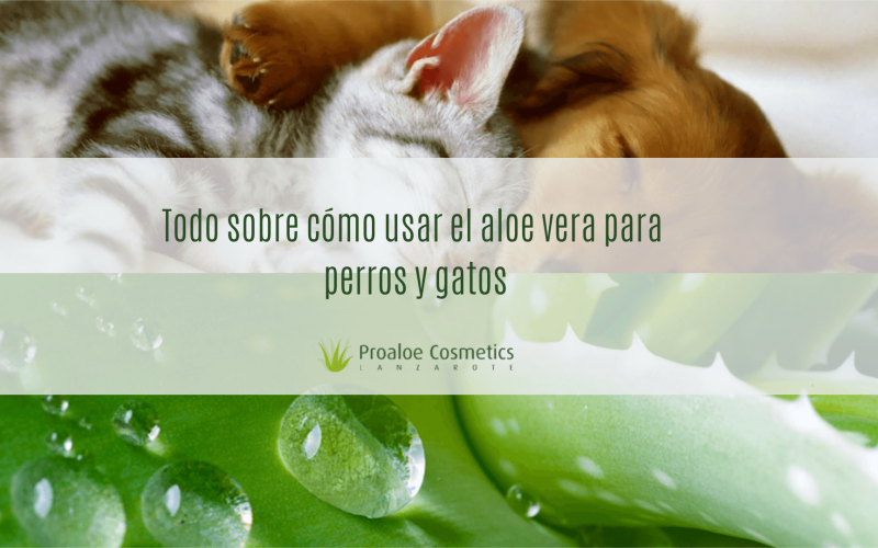 Compañero Abolido Custodio Usar Aloe Vera para perros y para gatos (GUÍA 2019) - ProAloe