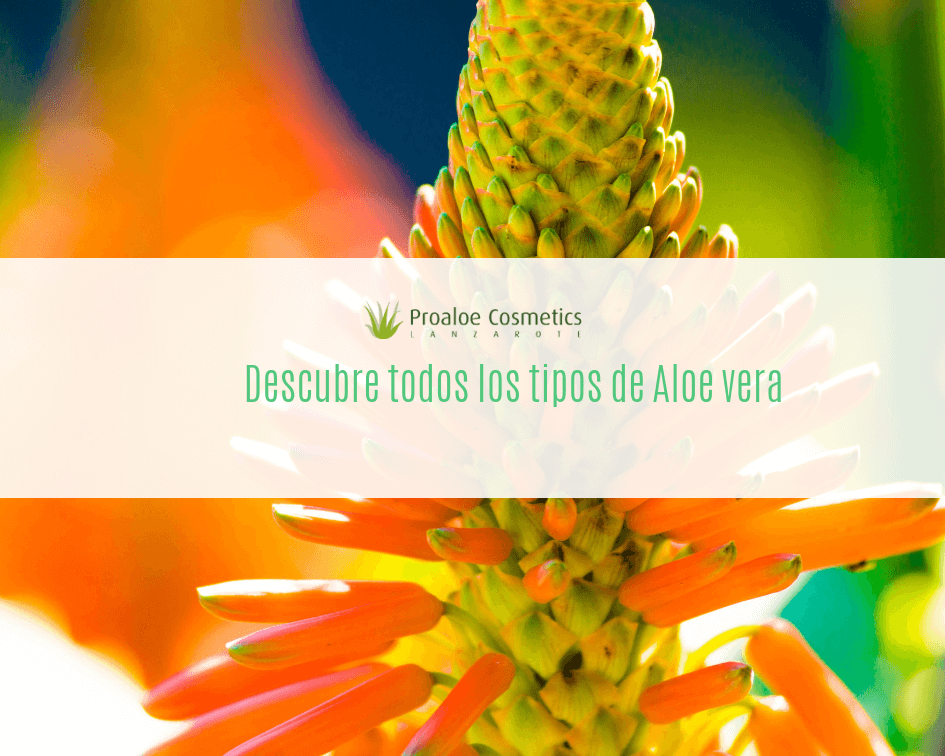 Comerciante Escudriñar Accidentalmente ▷ ¿Conoces Todos los Tipos de Aloe Vera? - Blog Proaloe Cosmetics