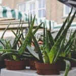 Cómo plantar aloe vera: guía completa para cultivar aloe vera en casa