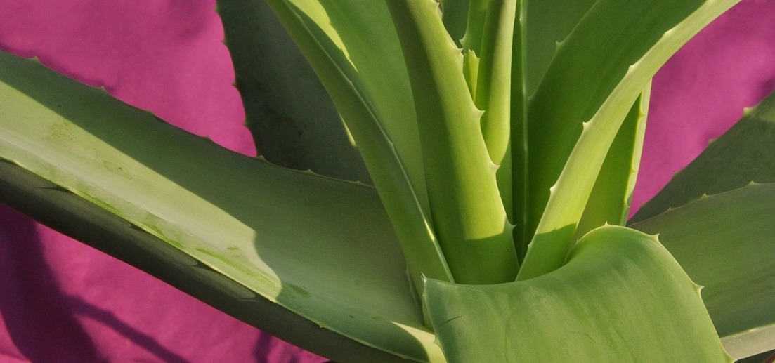 aloe vera canario