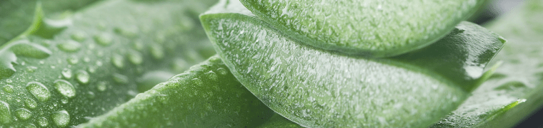 Natürliches Aloe-Vera-Serum